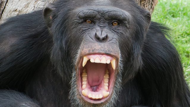 Angry,Chimpanzee,,Outdoor