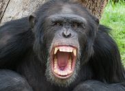 Think You Can Win a Fight With a Chimpanzee? This Many Americans Say Yes.