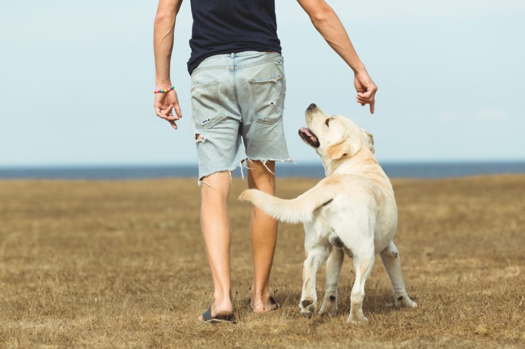 man walking with dog in park