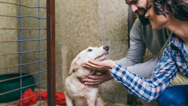 couple at shelter adopting dog