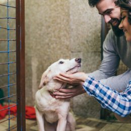 couple at shelter adopting dog