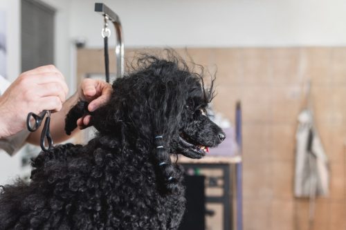 groomer untangling dog hair