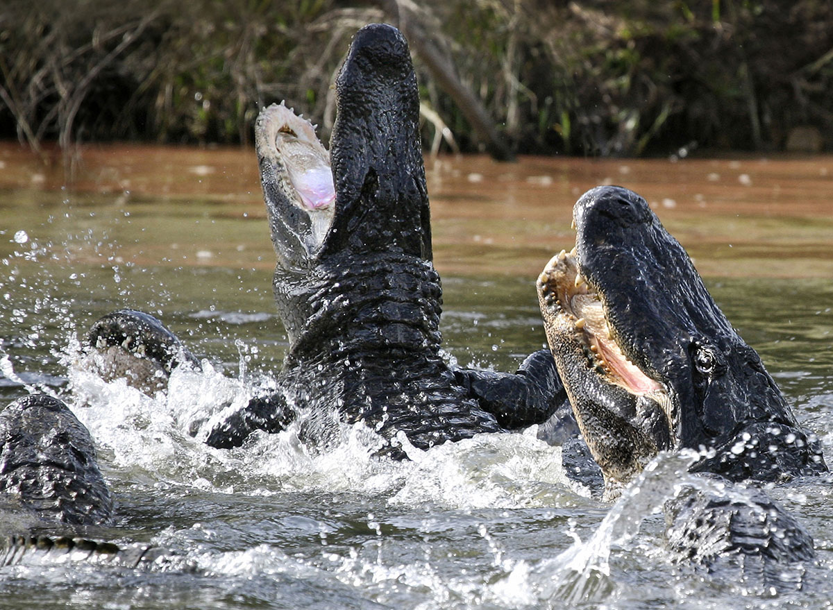 Video Shows Alligator Flying High Into Air to Catch Unusual Prey