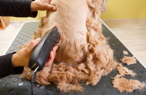groomer shaving dog