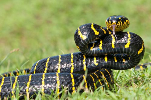 Black and Yellow Venomous Snake in the Grass