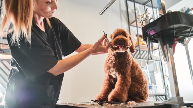 dog at the groomer