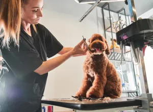 dog at the groomer