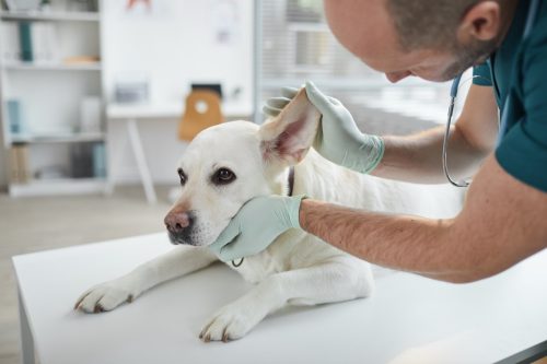 the vet examining the dog