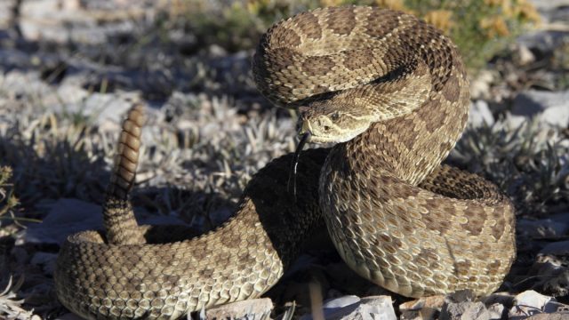 Coiled Up Rattlesnake