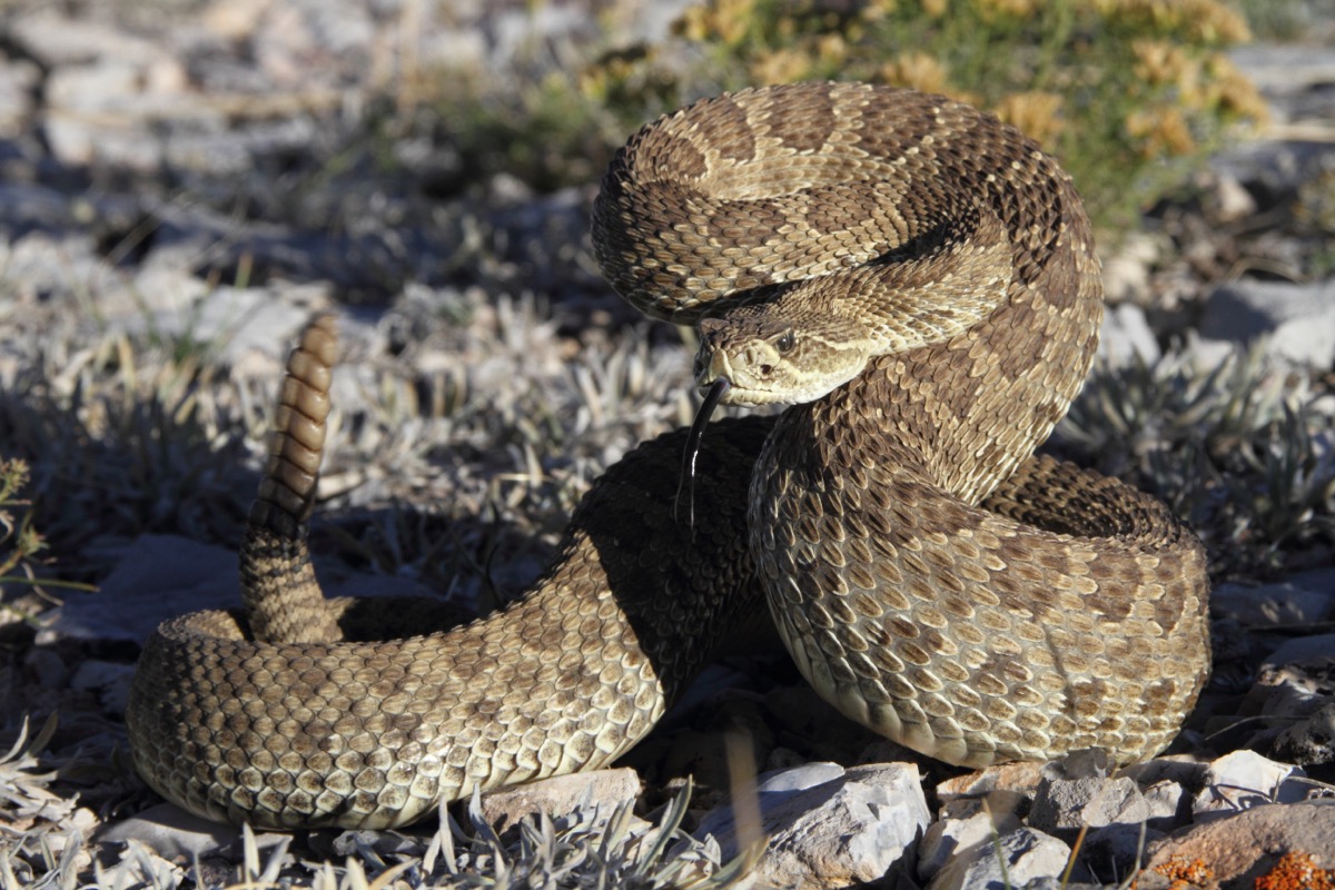How to Attract Rattlesnakes?
