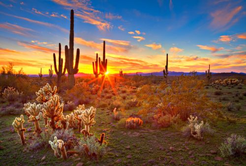 Sonoran Desert at Sunset