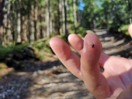 Tick ​​on person's finger