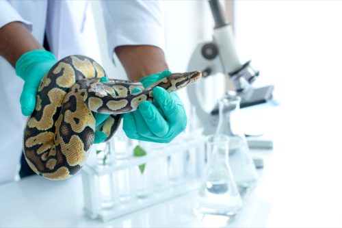 Snake in a Lab