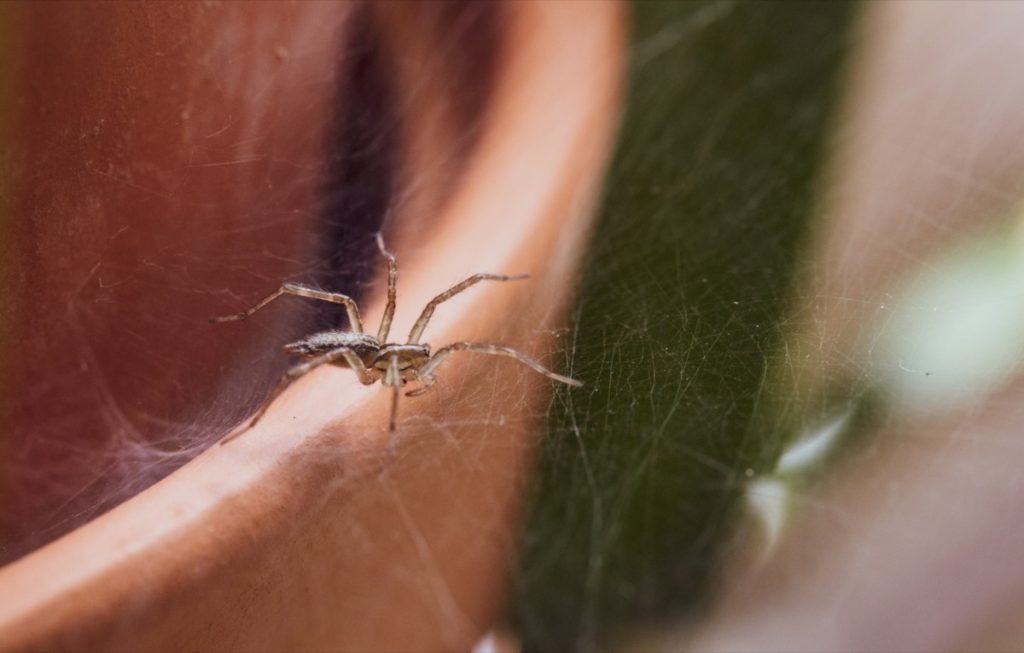spider on houseplant
