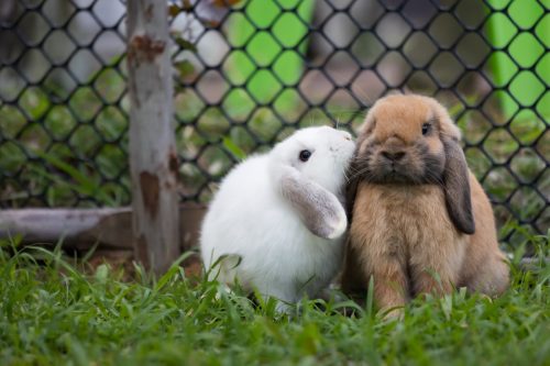Two Rabbits Outside