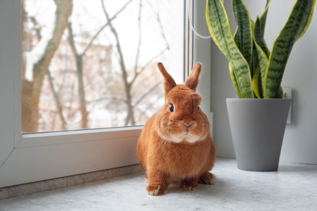 red rabbit sitting on floor near window and snake plant