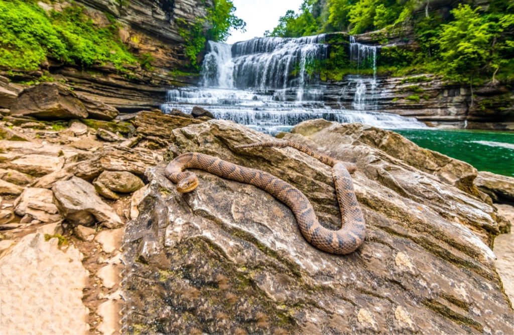 Con rắn đuôi chuông đậu trên tảng đá