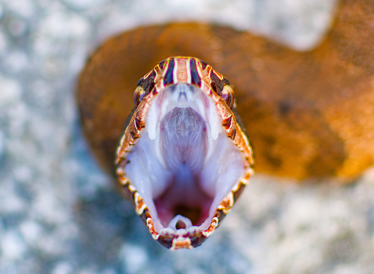 Rare Snake Found Dead in Florida After Losing TugofWar