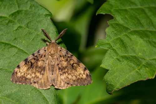 spongy moth on leaf