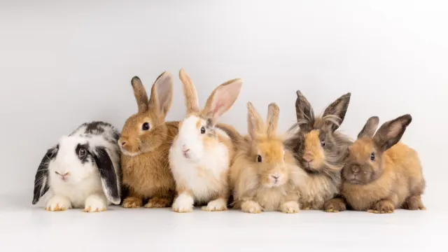 Group of Bunnies