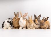 Group of Bunnies