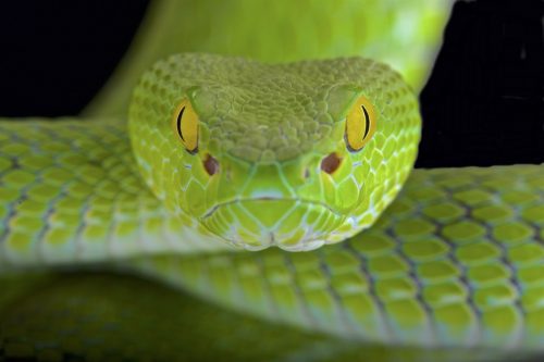 Close up of Snake's Eyes