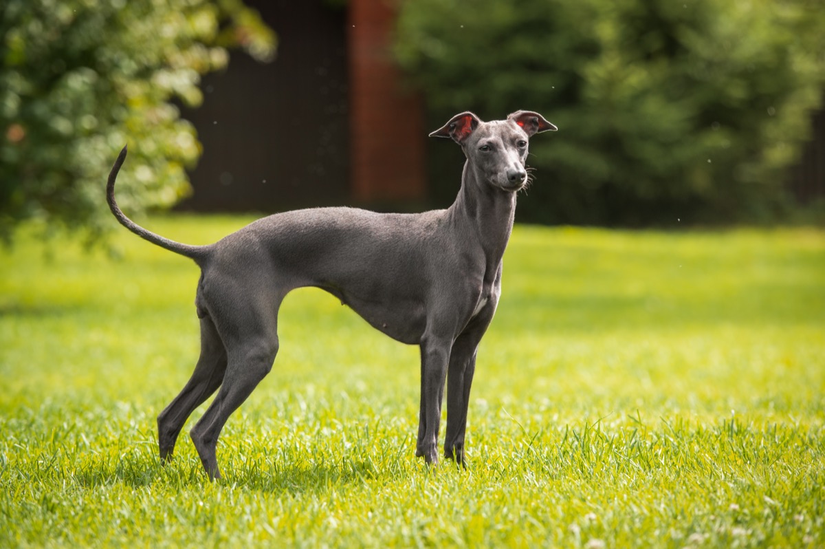 Greyhound in Grass