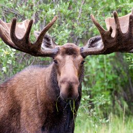 Moose Attacks Hunter Who Shot It With an Arrow