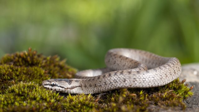 Gray Snake on the Ground