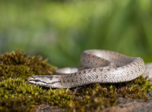 Gray Snake on the Ground