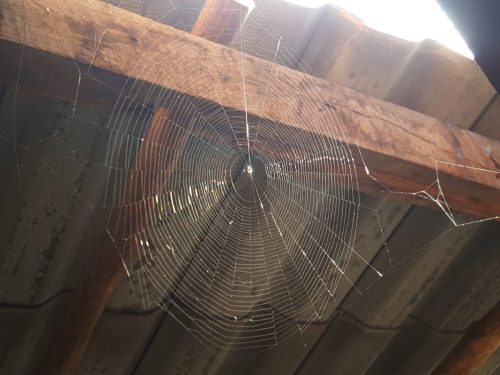 spider web under roof