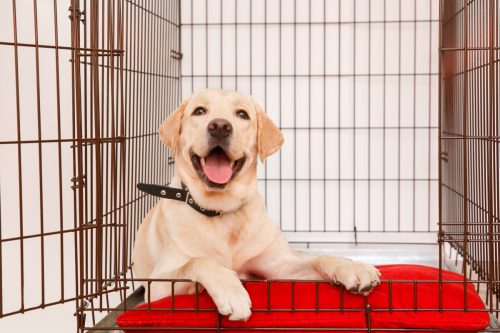 happy dog in crate