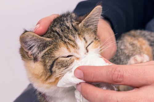 Close up of an owner wiping a sick kitten's nose with a tissue.