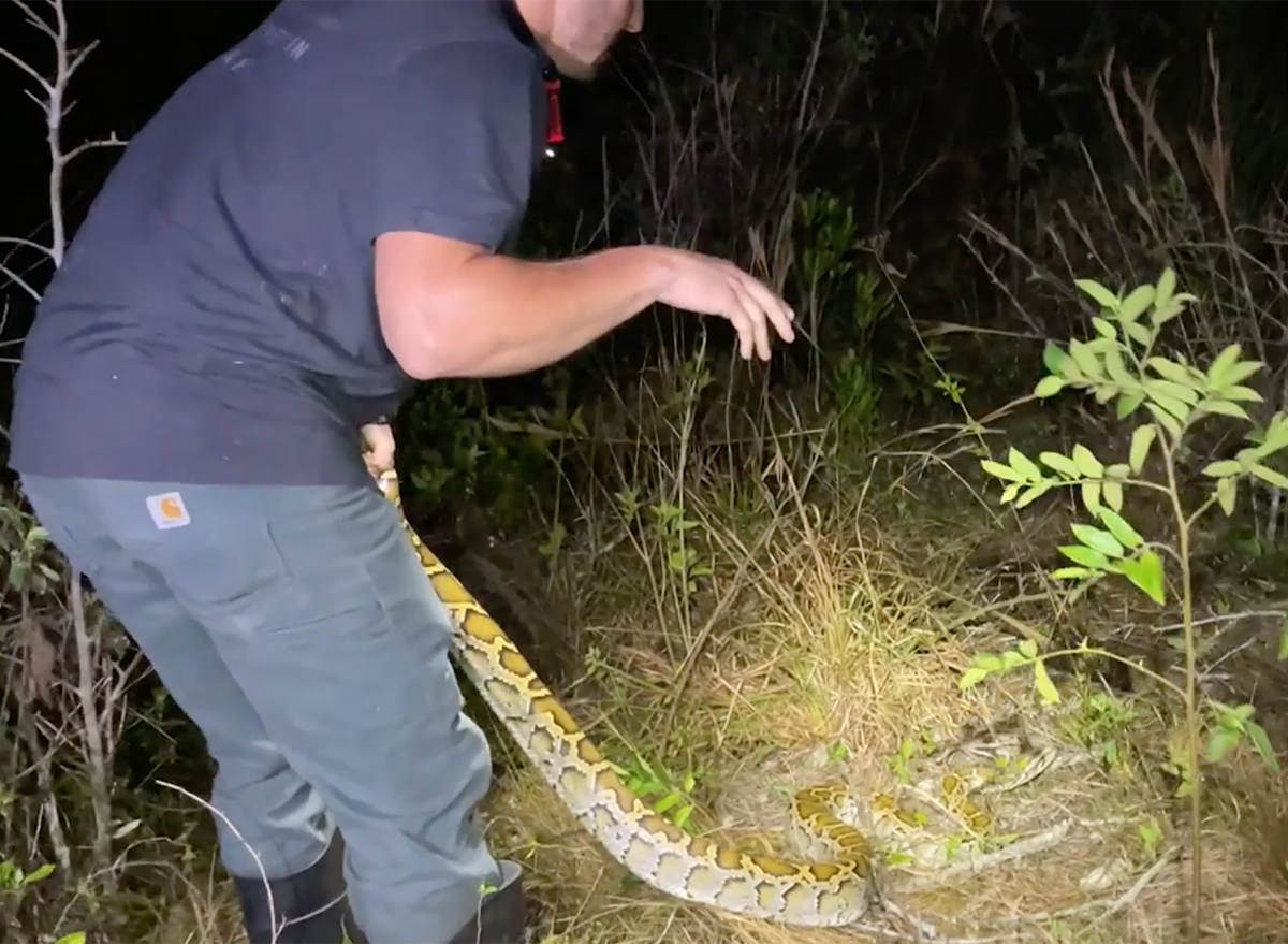 Video Shows Giant Python Grabbing Man After Man Grabs Python