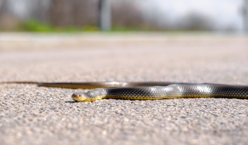 Eastern Brown Snake on the road.