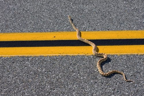 Snake crossing road.