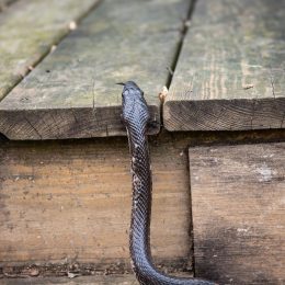 A black rat snake slithering across a porch