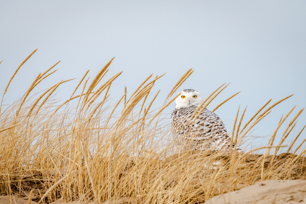Un búho nival sentado en una duna detrás de pastos marinos