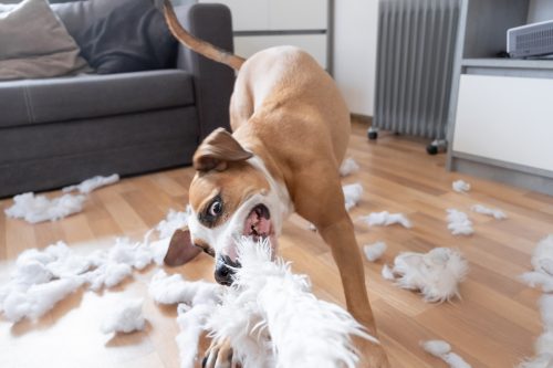 Staffordshire terrier rompiendo una almohada esponjosa en la sala de estar.