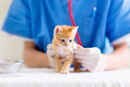 A tiny orange kitten being examined at the vet.