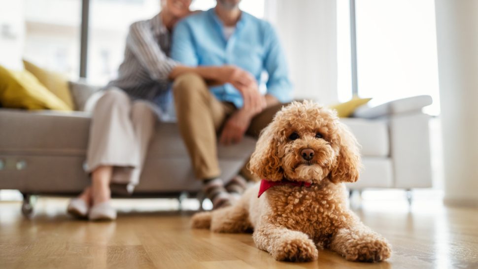 The 10 Best Dogs for Apartments, According to Vets — Best Life