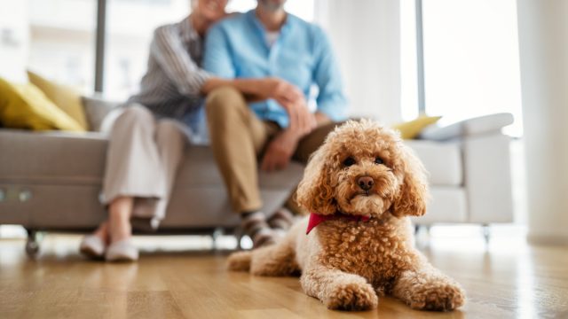 Portrait of cute brown toy poodle at home with his owners in the background