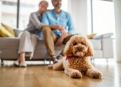 Portrait of cute brown toy poodle at home with his owners in the background