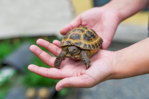 Little turtle in hands of woman