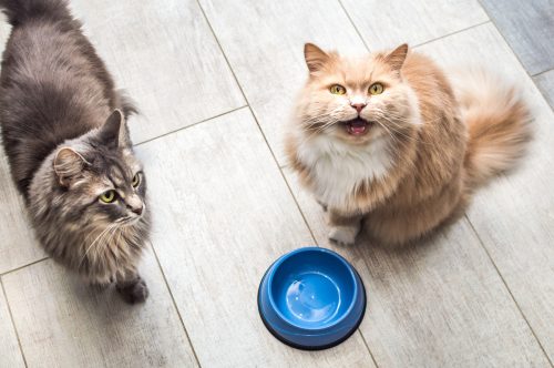gray cat and ginger cat by empty bowls of food in the kitchen.