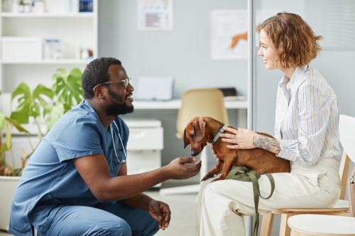 A vet talks to an owner about his dog