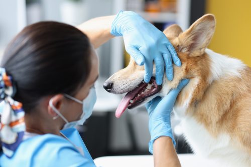 Veterinarian doctor examines dog oral cavity in clinic.