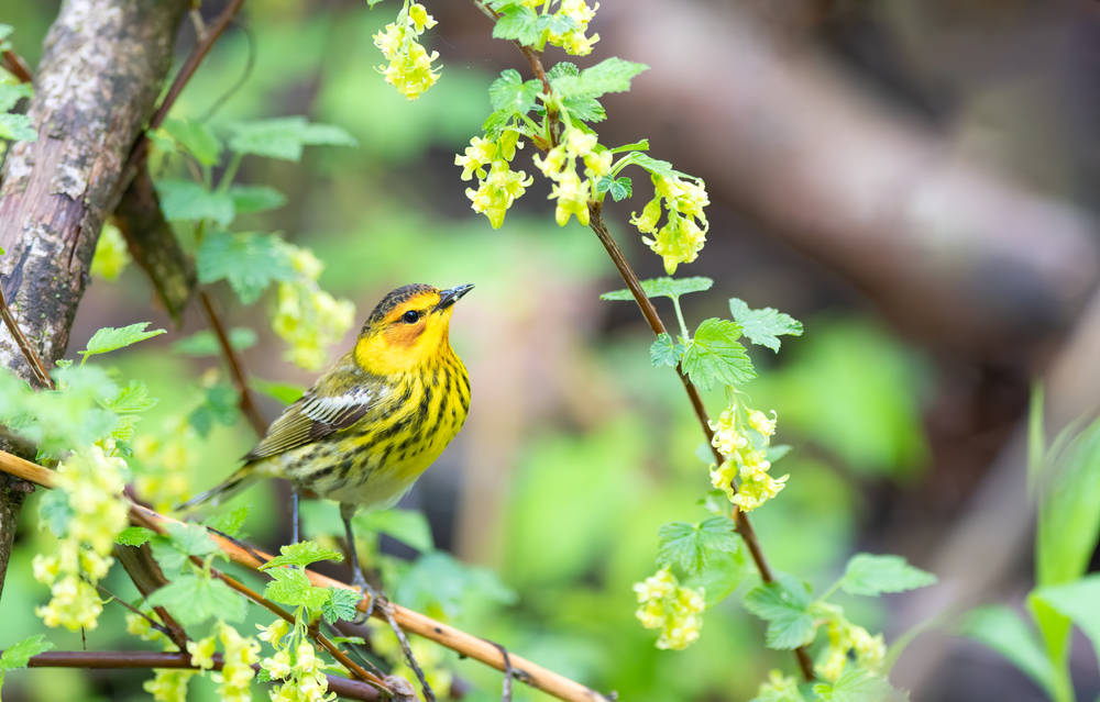 A Cape May Warbler perched on a branch in Magee Marsh, Ohio