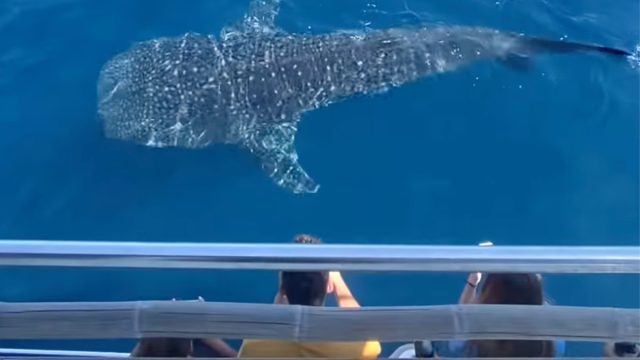 Whale shark 11