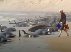 Video Shows Over 200 Whales Mysteriously Washing up on Beach in Two Days